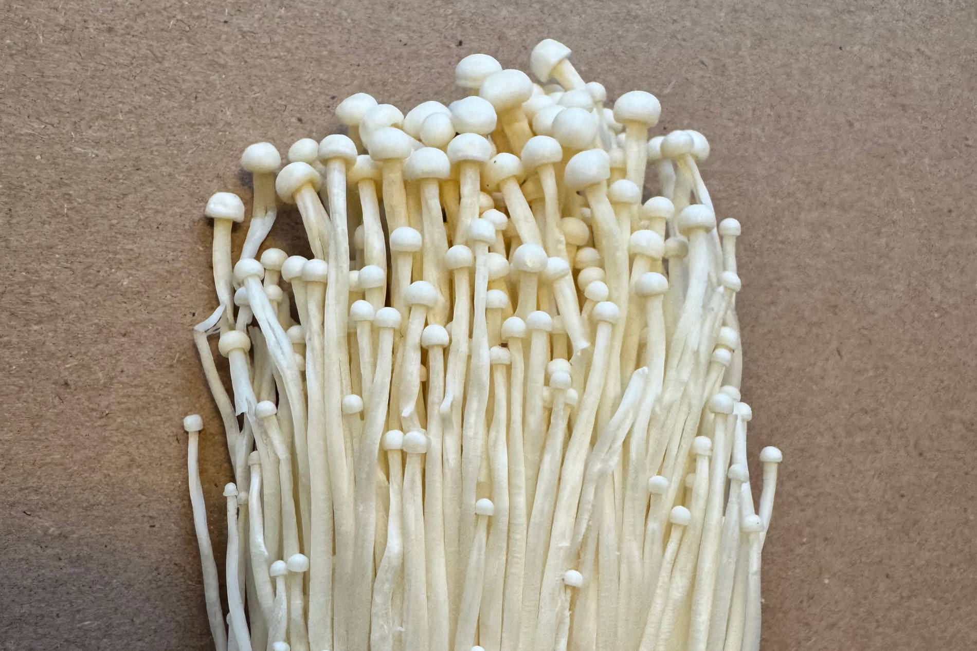 Enoki-Pilze