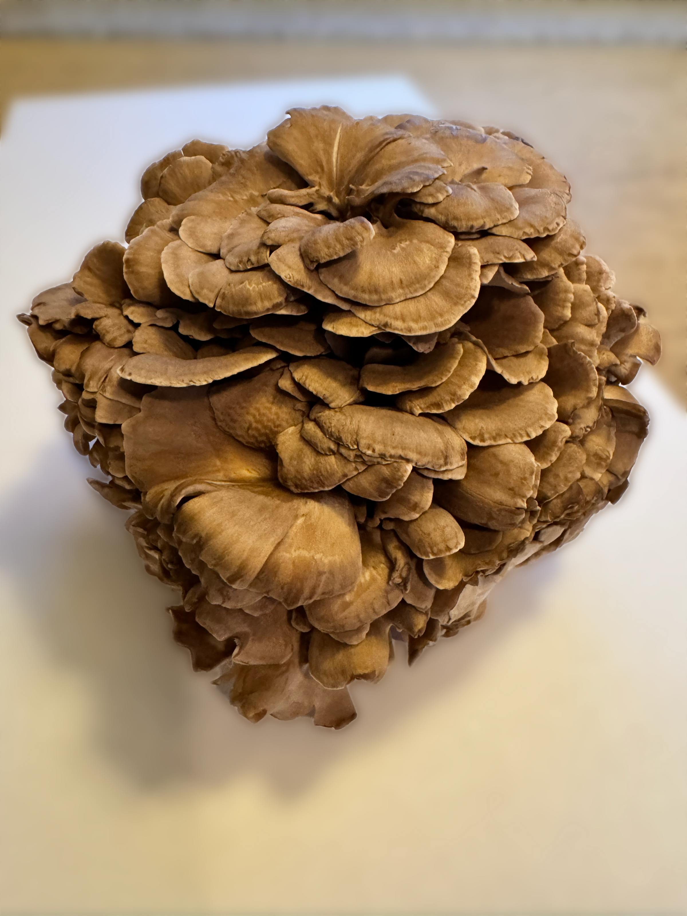 Maitake