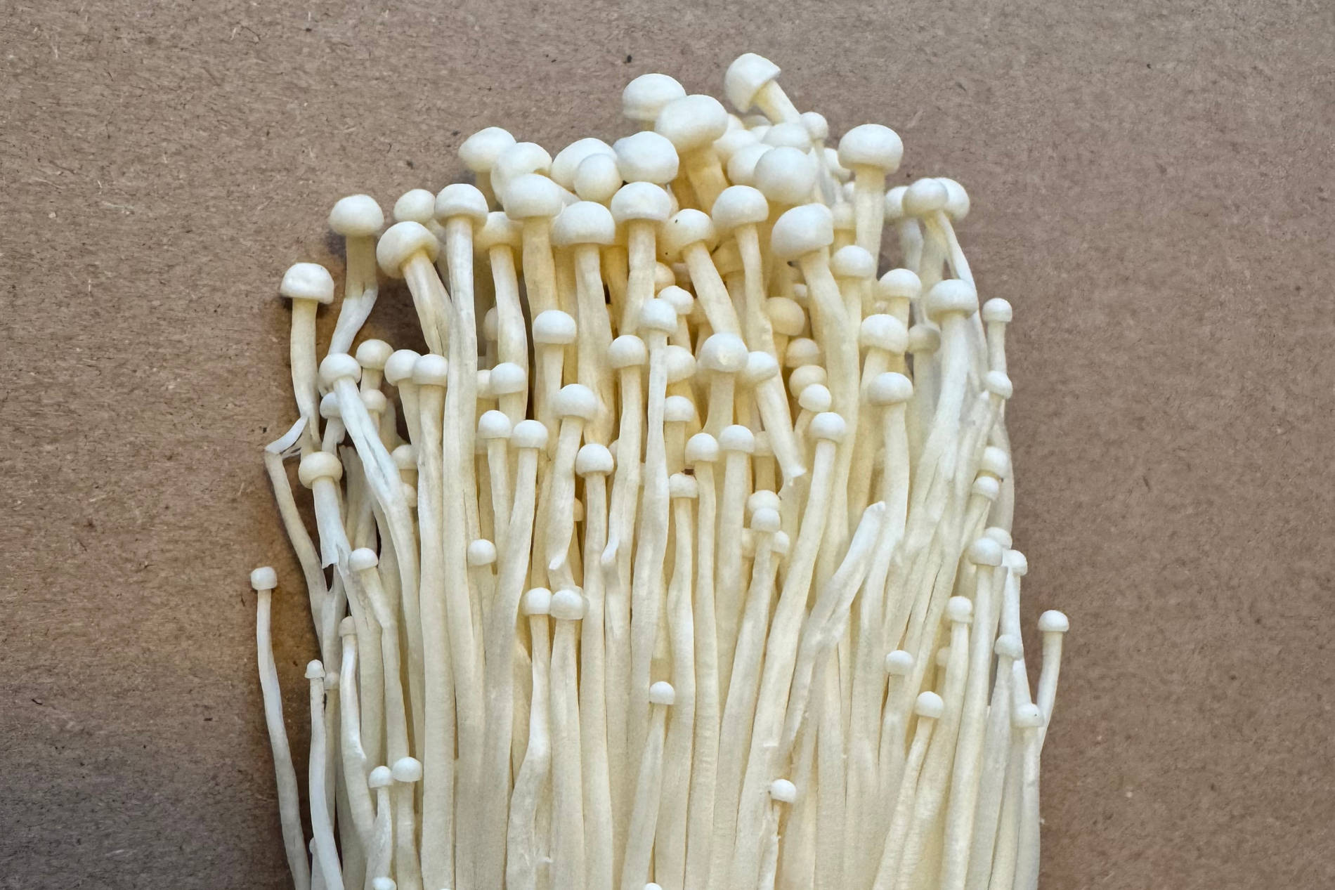 Enoki