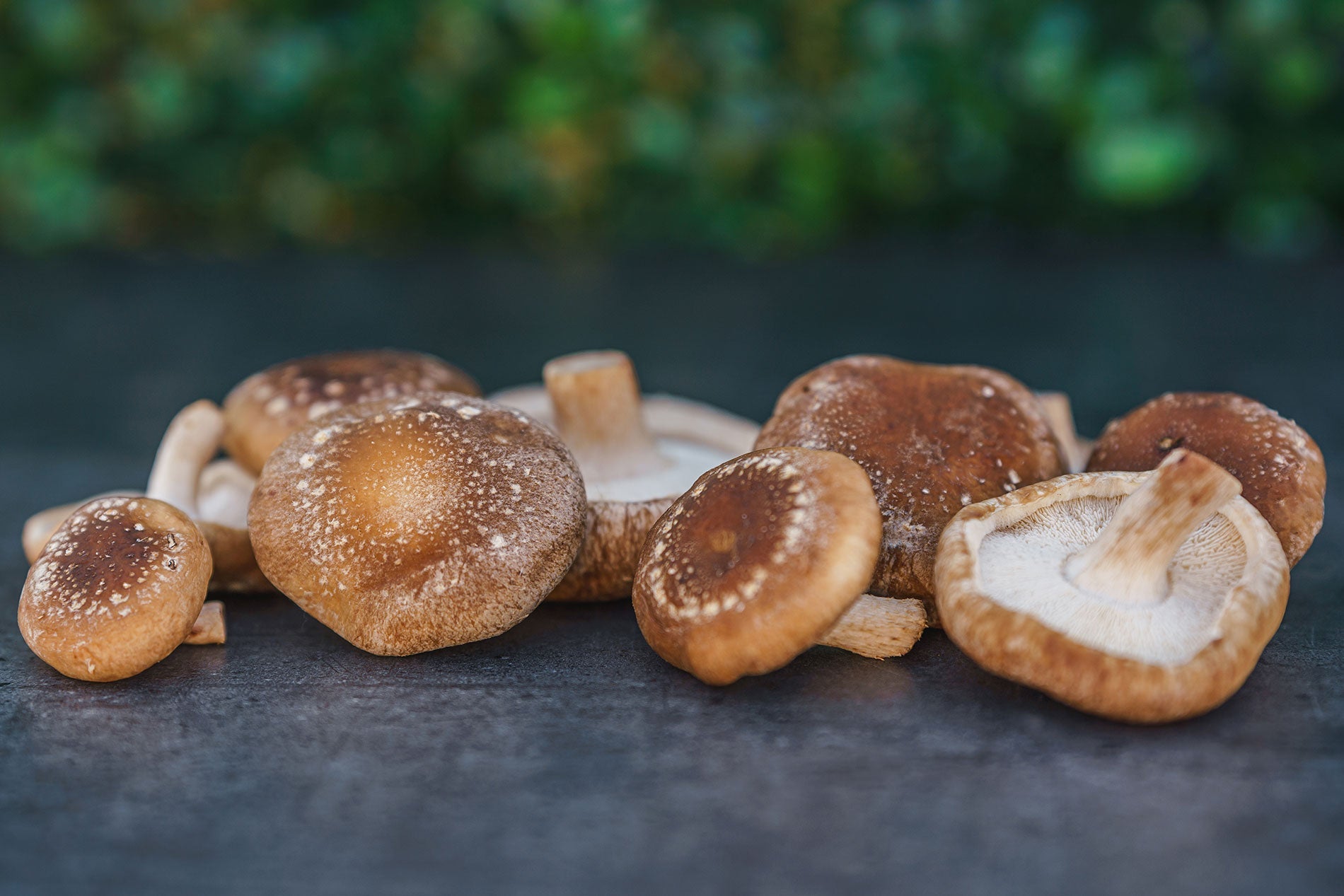 Shiitake-Pilze